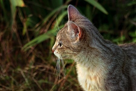 Mammal outdoor cat photo