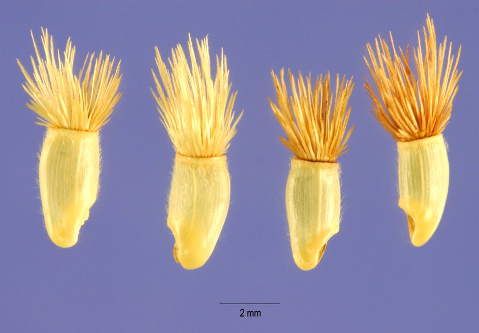 C.cyanus-cips-1