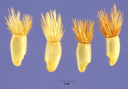 C.cyanus-cips-1