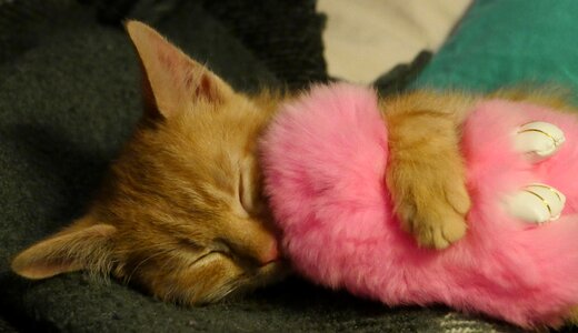 Furry home animals