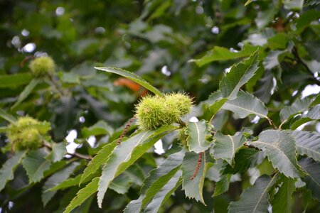 Fruit tree nature
