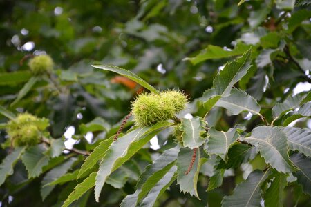 Fruit tree nature photo