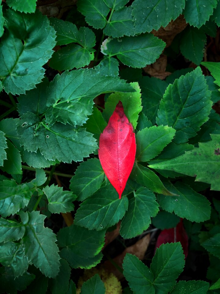 Leaf red leaf green leaf