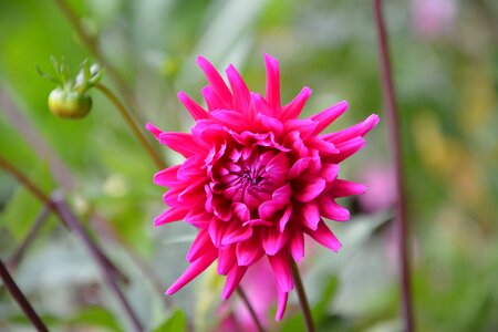 Green summer flowers garden