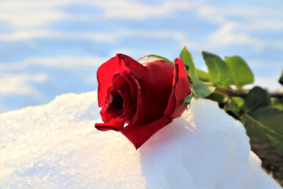 Snowy romantic cold