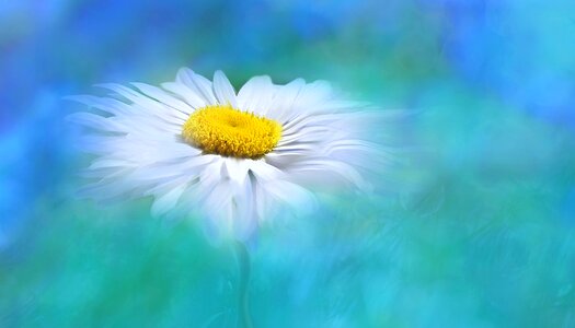 Flower plant digital art