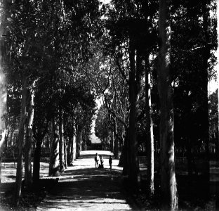 C20f193. Prado, Camino de eucaliptus