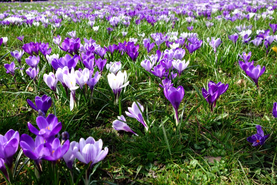 Nature plant garden