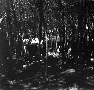 C31f302.Comida campestre