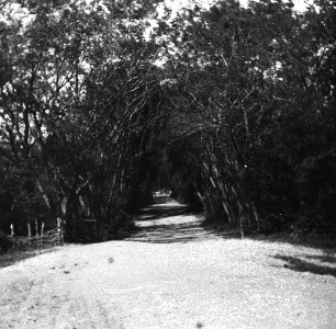 C32f313. Camino Arbolado del Prado