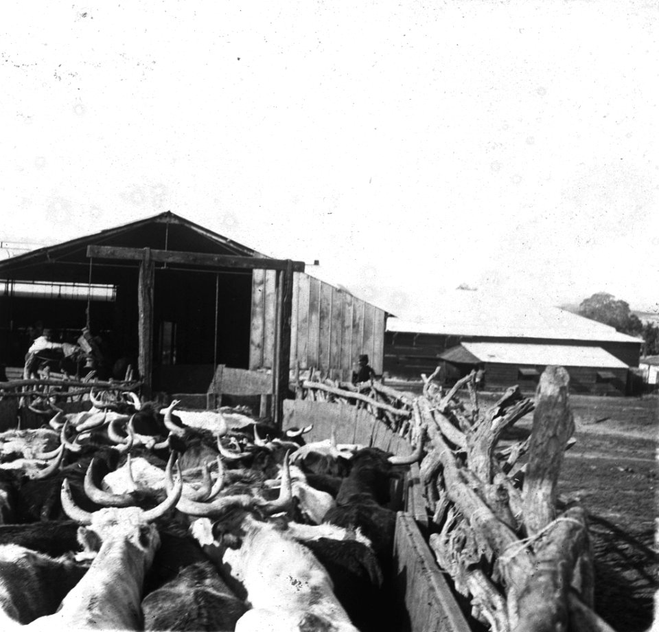 C34f338. Corral con vacas criollas en La Tablada