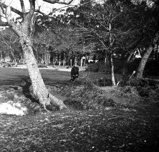C35f343. Parque Urbano. Al fondo la actual Casa Andaluza