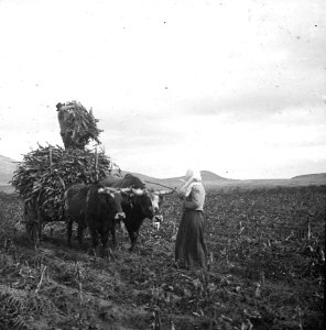 C37f369. Carreta en la cosecha