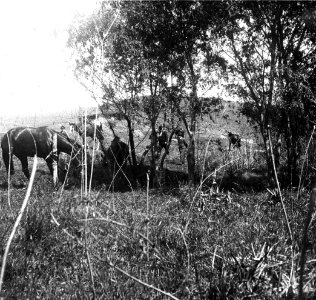 C31f300.Escena campestre 2