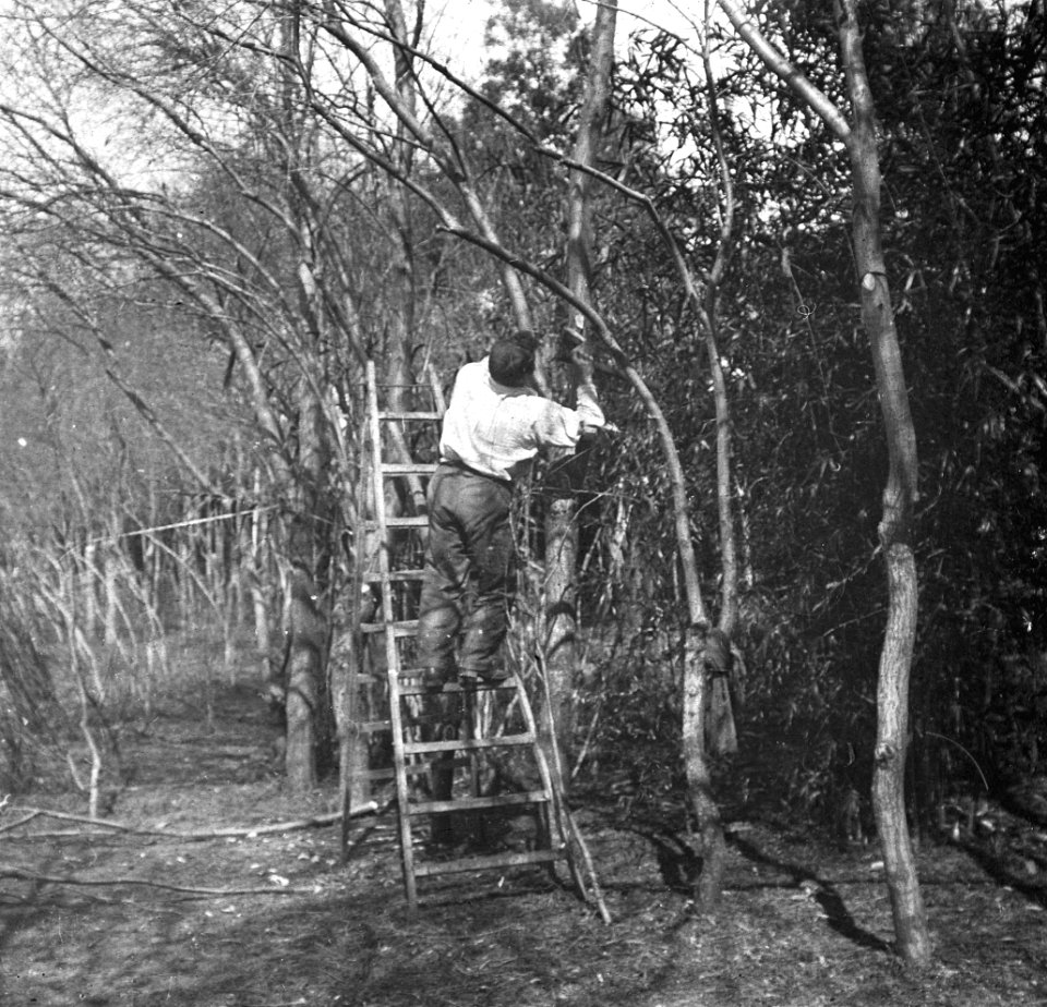 C33f321. Cortando árboles