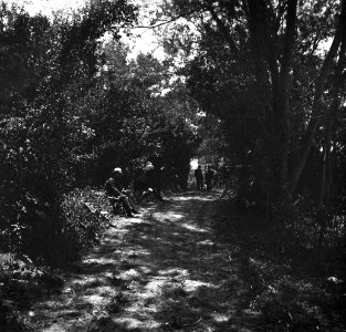 C35f344. Camino arbolado