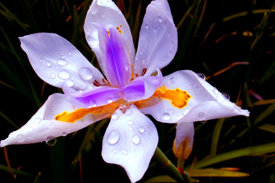 Flowers plant vegetable