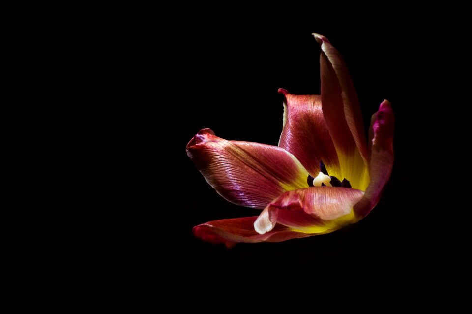 Flower nature plant