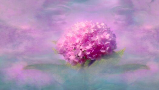Plant blossom bloom