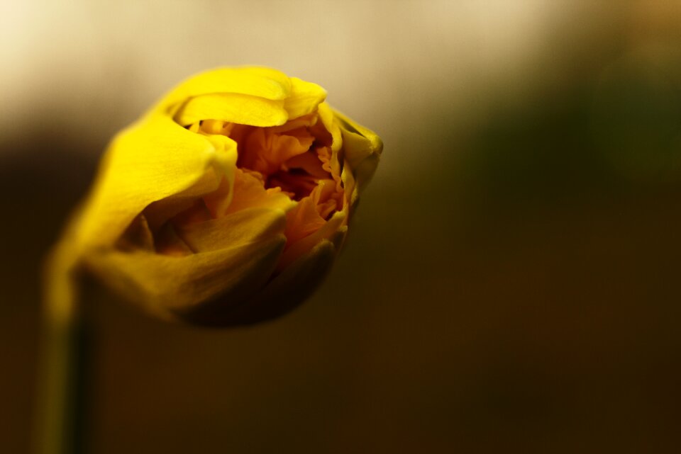 Yellow nature macro