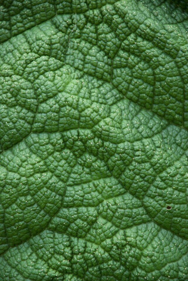 Closeup green leaf large