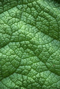 Closeup green leaf large