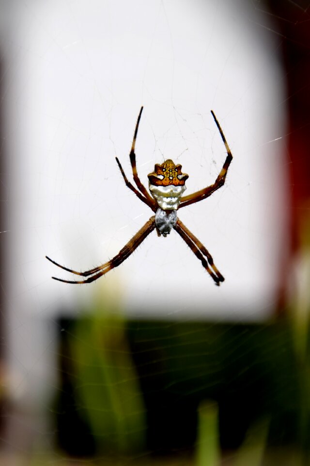 Insect nature arachnid