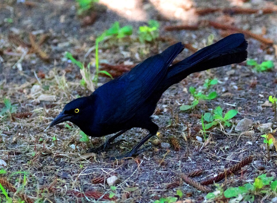 Caribbean avian bird watching