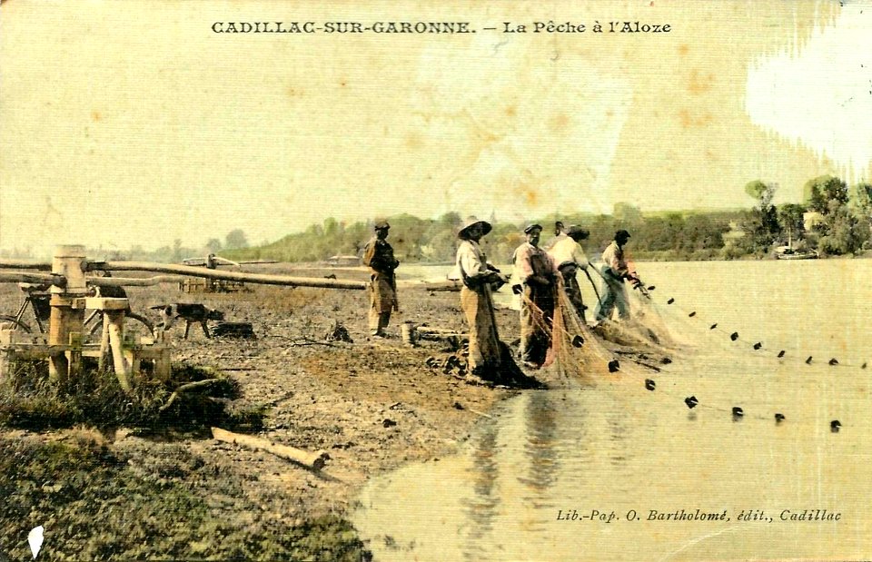 Cadillac-sur-Garonne Pêche à l'alose