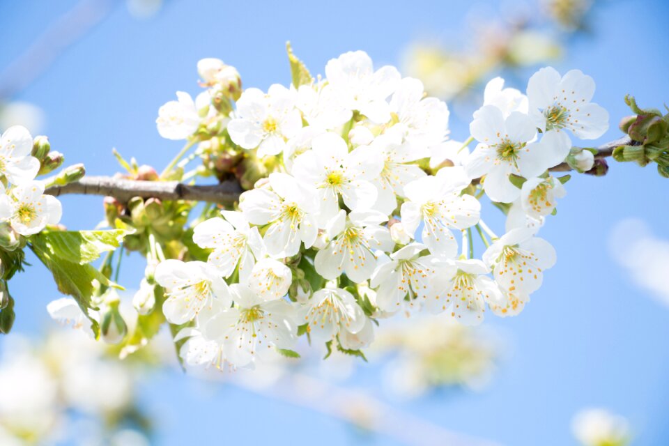 Spring sheet flowers