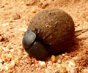 Beetle dung beetle bugs