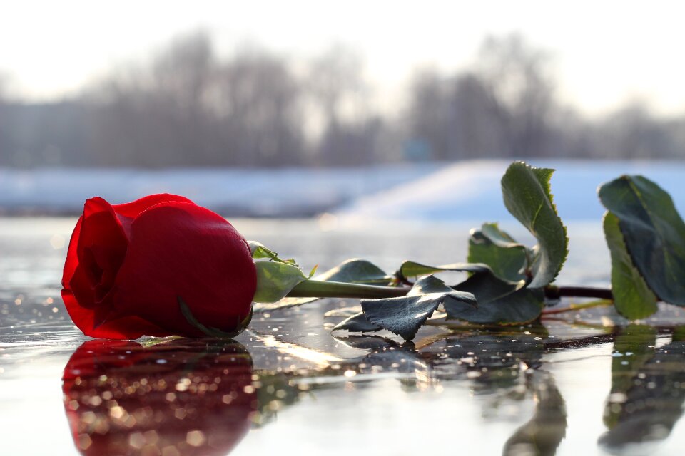 Romance winter leaf
