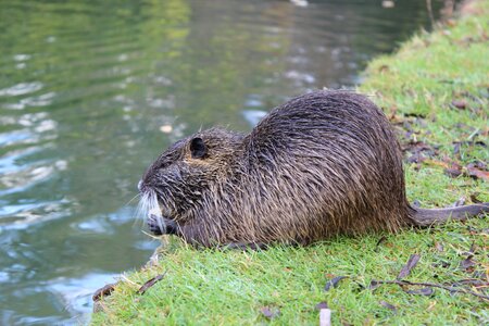 Beaver pond animal