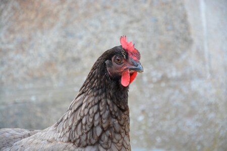 Head domestic animal pre