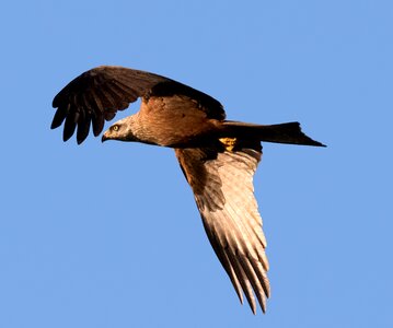 Bird of prey eagle wildlife