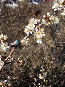 Nature cherry wood flowers