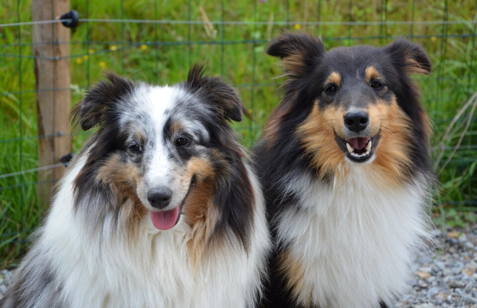 Female blue merle male tricolor pets