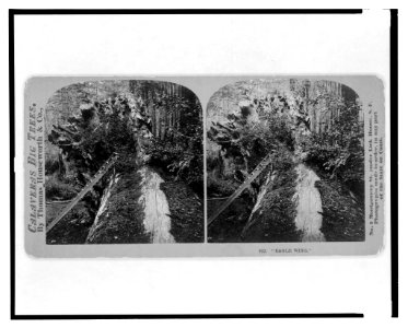 Calaveras big trees. Eagle Wing LCCN2003653084