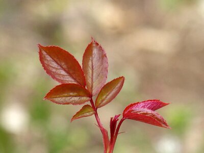 Rosebush leaf nature photo