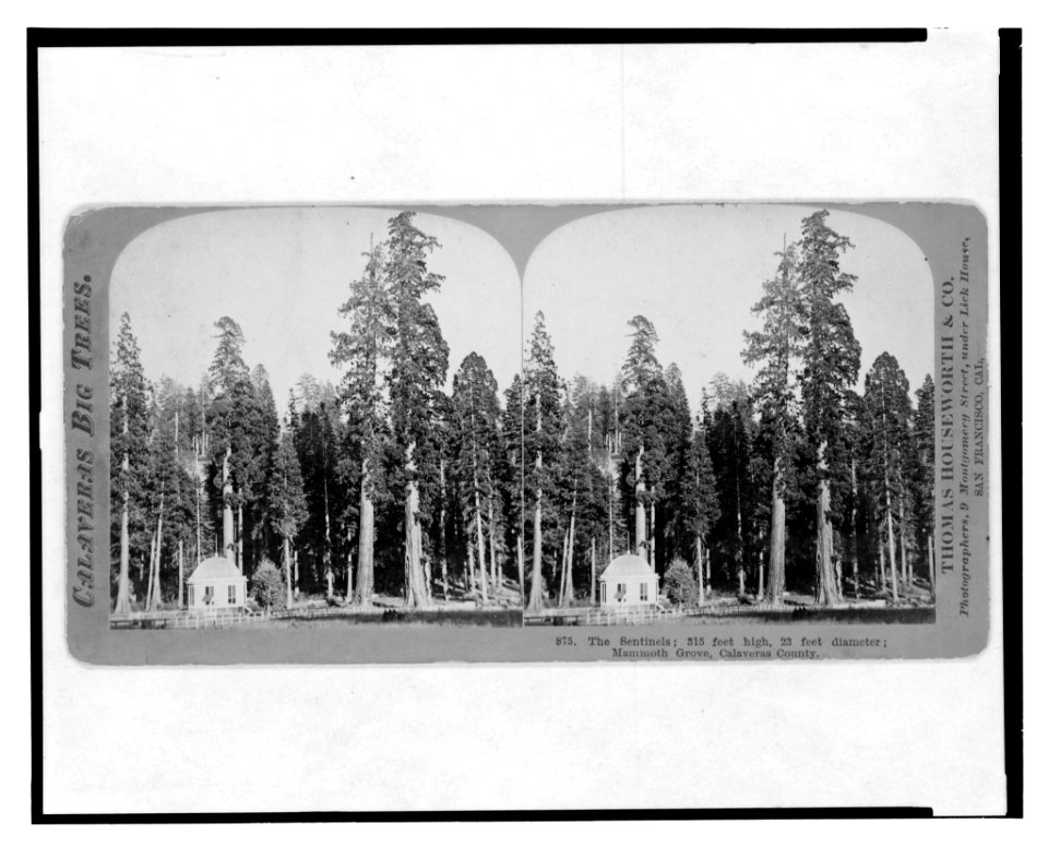 Calaveras big trees. The sentinels, 315 feet high, 23 feet diameter, Mammoth Grove, Calaveras County LCCN2003653081