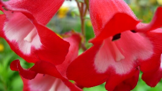 Red garden plant late summer photo