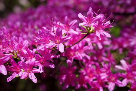 Pink spectacular botany