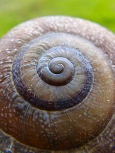 Seafood gastropod invertebrate