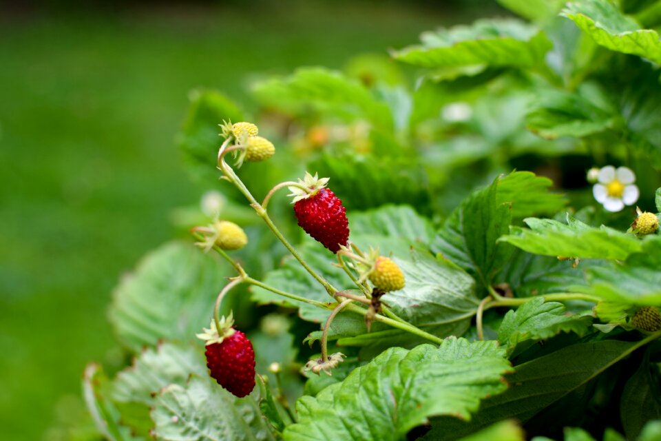 Berry garden green