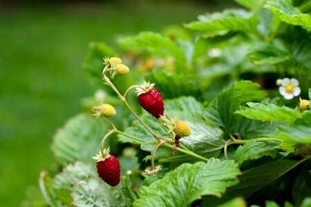 Berry garden green
