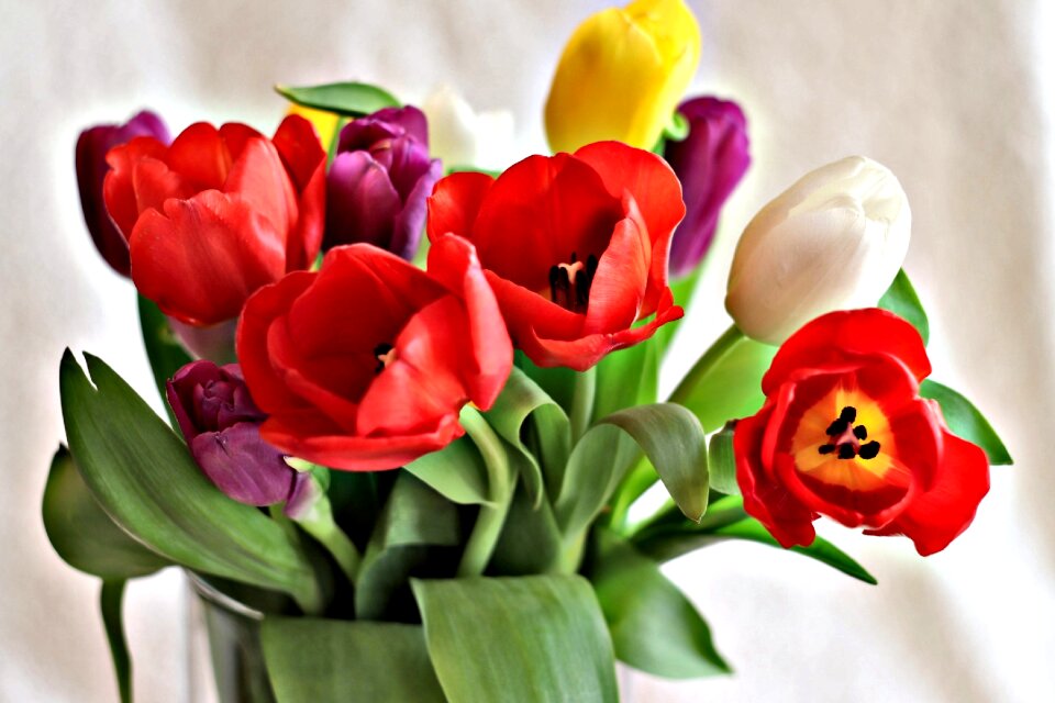 Nature bouquet color