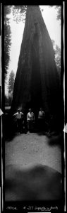 California, Yiosemite, family in front of sequoia LCCN2017656464