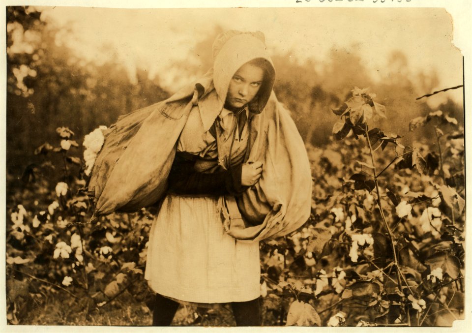 Callie Campbell, 11 years old, picks 75 to 125 pounds of cotton a day, and totes 50 pounds of it when sack gets full. 'No, I don't like it very much.' See 4590. Lewis W. Hine. See W.H. Swift LOC cph.3b01720