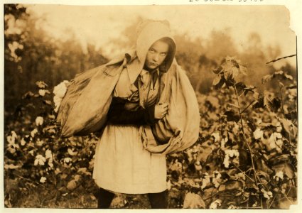 Callie Campbell, 11 years old, picks 75 to 125 pounds of cotton a day, and totes 50 pounds of it when sack gets full. 'No, I don't like it very much.' See 4590. Lewis W. Hine. See W.H. Swift LOC cph.3b01720