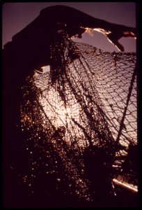 California-fish-and-game-biologist-checks-gill-nets-placed-in-the-colorado-river-nets-provide-data-on-the-number-of-fish-in-the-area-may-1972 7136377467 o
